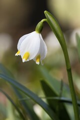 Spring snowflake (Leucojum vernum), blossom, North Rhine-Westphalia, Germany, Europe