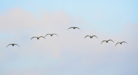 Seven flying Whooper Swans (Cygnus cygnus), Netherlands