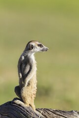 Suricate (Suricata suricatta), guard on the lookout, rainy season with green surroundings, Kalahari Desert, Kgalagadi Transfrontier Park, South Africa, Africa