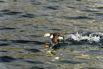 Puffin (Fratercula arctica) starting on the water, Bleik, Andoya, Vesteralen, Norway, Europe