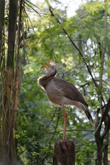 Red-legged Seriema (Cariama cristata) perched on a branch, calling, Iguazu National Park, Parana State