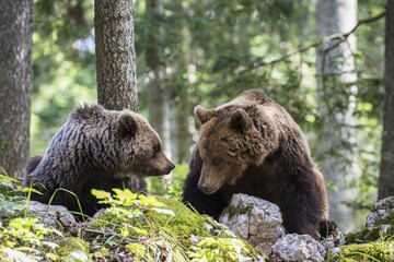 Naklejka premium Two European Brown bears (Ursus arctos) in the forest, Notranjska region, Slovenia, Europe