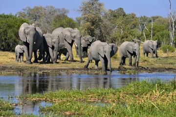 Fototapeta premium African elephants (Loxodonta africana), herd with young animals at Khwai river, Moremi Game Reserve, Botswana, Africa