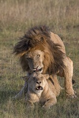 Lions (Panthera leo), pair at pairing, Masai Mara, Narok County, Kenya, Africa