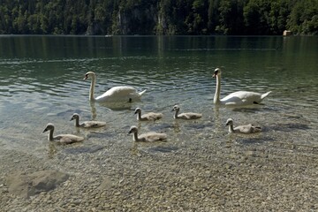 Mute swans (Cygnus olor) with chicks in the water, swan family, Lake Alpsee, Hohenschwangau, Allgäu, Bavaria, Germany, Europe