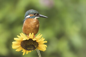 Common kingfisher (Alcedo atthis) sits on Sunflower (Helianthus annuus), Hesse, Germany, Europe