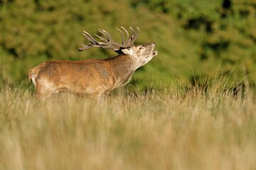 Red deer (Cervus elaphus), in rutting season, belling, Denmark, Europe