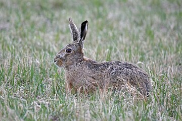 European hare (Lepus europaeus) sits attentively in a meadow, Burgenland, Austria, Europe