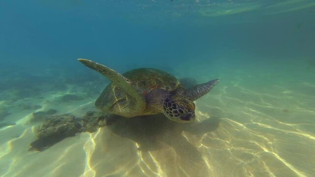 Sea turtles on the shores of the Indian Ocean in Sri Lanka.