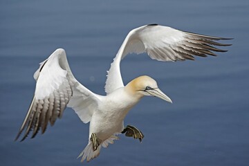 Northern gannet (Sula bassana) flying over the sea, Helgoland, Schleswig-Holstein, Germany, Europe