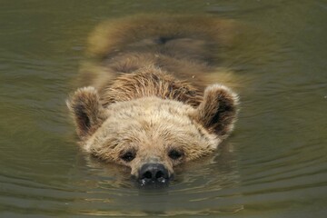 Brown bear (Ursus arctos) bathes in pond, France, Europe