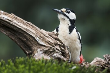 Great spotted woodpecker (Dendrocopos major) sits on deadwood, Emsland, Lower Saxony, Germany, Europe