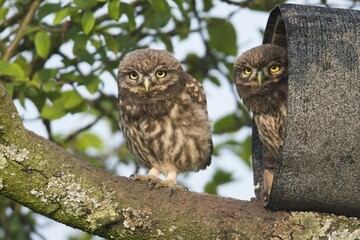 Young Little owls (Athene noctua), sitting at the Niströhre, Emsland, Lower Saxony, Germany, Europe