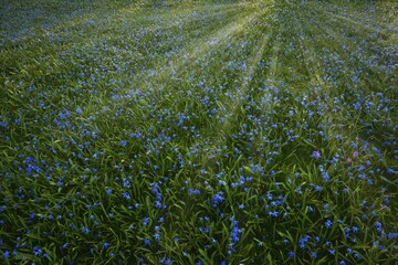 Meadow with Alpine squill (Scilla bifolia), with sunbeams, flooded with light, Baden-Württemberg,...