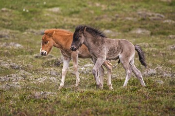 Icelandic horses (Equus islandicus), two colt foals running on a paddock, Iceland, Europe