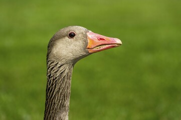 Fototapeta premium Greylag Goose (Anser anser), Bavaria, Germany, Europe