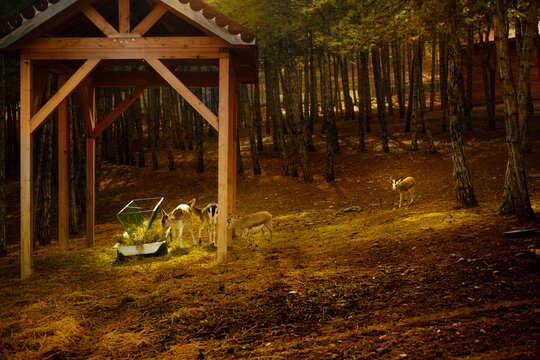 baby deer in field, hacettepe yeşil vadi
