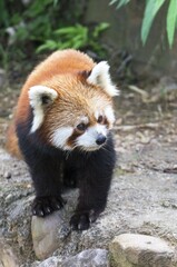 Fototapeta premium Red Panda (Ailurus fulgens), Sichuan Province, China, Asia