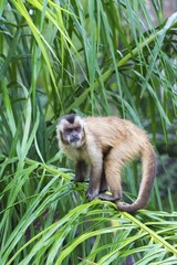 Tufted Capuchin, Black-capped Capuchin or Brown Capuchin (Cebus apella), in a palm tree, Mato Grosso do Sul, Brazil, South America