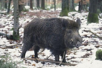 Male Wild Boar (Sus scrofa), winter forest