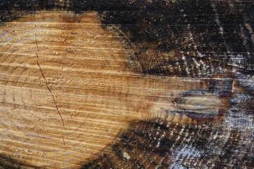 Fototapeta premium Tree rings and heartwood of a spruce tree (Picea), Lueerwald (Luer Forest), Sauerland, North Rhine-Westphalia, Germany, Europe