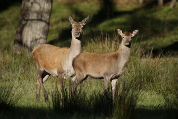 Red Deer hind and calf (Cervus elaphus), Lueerwald, North Rhine-Westphalia, Germany, Europe