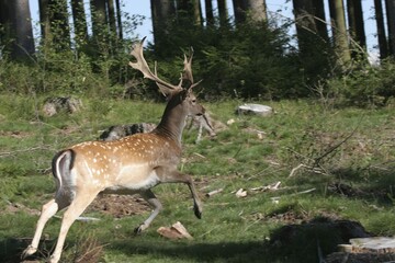 Fallow deer stag (dama dama) fleeing