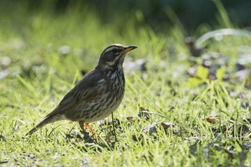 Redwing (Turdus iliacus) in grass, Emsland, Lower Saxony, Germany, Europe