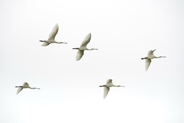 Flock of flying common spoonbills (Platalea leucorodia), Texel, West Frisian Islands, Province of North Holland, The Netherlands, Europe
