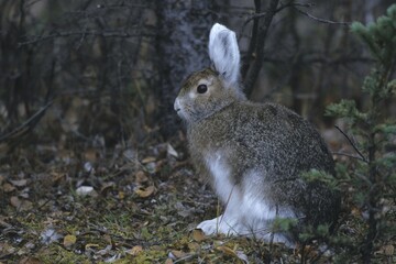 Snowshoe Hare or Varying Hare (Lepus americanus), changing to white winter fur, Denali National Park, Alaska, USA, North America