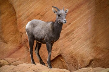 Desert bighorn sheep (Ovis canadensis nelsoni), young animal standing in front of red sandstone rocks, Rainbow Vista, Valley of Fire State Park, Nevada, USA, North America