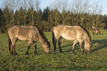 Tarpans (Equus ferus ferus), backcrossing, Wacholderhain Haselünne, Emsland, Lower Saxony,...