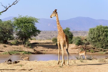 Reticulated giraffe or Somali giraffe (Giraffa reticulata camelopardalis) by river, Samburu...