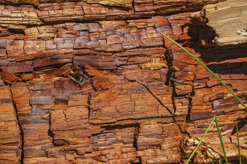 Rotten wood, tree trunk, close-up, full-frame, Germany, Europe
