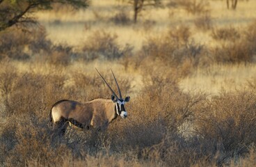 Gemsbok (Oryx gazella), in bushland, Kalahari Desert, Kgalagadi Transfrontier Park, South Africa,...