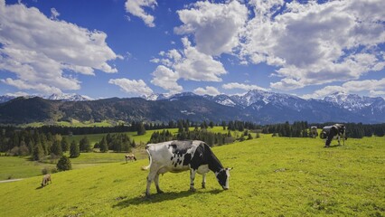 Cows grazing in front of mountain panorama, Ostallgäu, Allgäu, Bavaria, Germany, Europe
