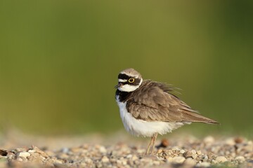 Little ringed plover (Charadrius dubius), plumage care, Middle Elbe Biosphere Reserve, Dessau-Roßlau, Saxony-Anhalt, Germany, Europe