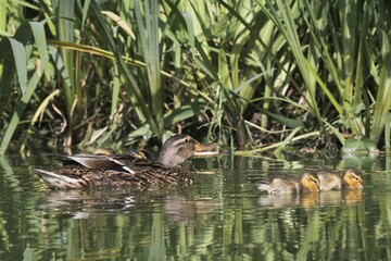 Mallard (Anas platyrhynchos) swims with chicks on the water, Emsland, Lower Saxony, Germany, Europe