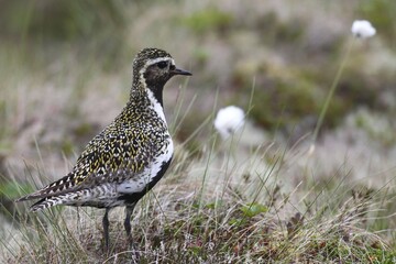 Golden plover (Pluvialis apricaria) in tundra, tussock cottongrass (Eriphorum vaginatum), Lofoten, Norway, Europe