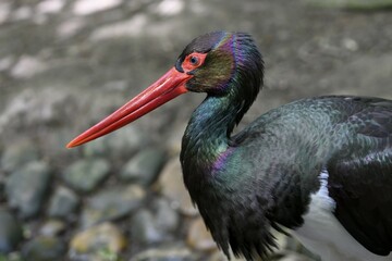 Black stork (Ciconia nigra), animal portrait, Parc Animalier de Sainte-Croix, Natural Park, near...