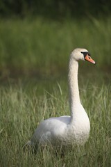 Mute Swan (Cygnus olor) on an overgrown lake, Sweden, Europe