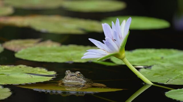 Clicking stream frog (Strongylopus grayii) and blue water lily (Nymphaea nouchali) at Harold Porter Botanical Garden. Betty's (Bettys) Bay. Whale Coast. Overberg. Western Cape, South Africa.