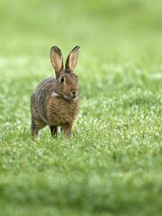 European rabbit (Oryctolagus cuniculus) in wet meadow, Lower Rhine, North Rhine-Westphalia, Germany, Europe