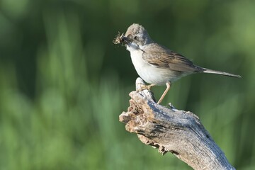 Common whitethroat (Sylvia communis) sitting with prey on branch, Emsland, Lower Saxony, Germany, Europe
