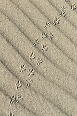 Animal tracks in the sand, dunes, mudflat, North Sea, North Holland, Netherlands