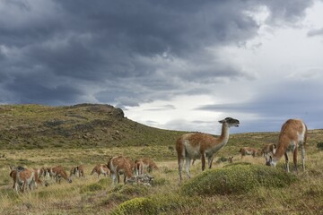 Guanacos (Lama guanicoe) after rain, Torres del Paine National Park, Patagonia, Chile, South America