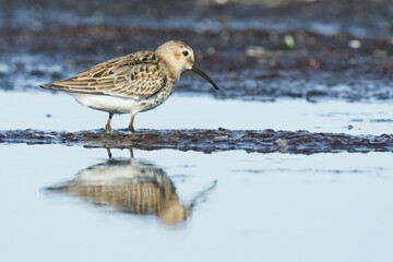 Dunlin (Calidris alpina), reflection, Darß, Mecklenburg-Western Pomerania, Germany, Europe