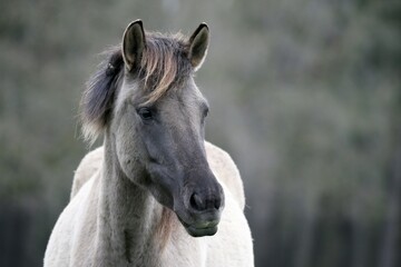 Dülmen pony, Dulmen, North Rhine-Westphalia, Germany, Europe