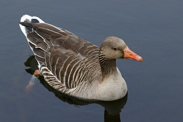 Ringed Greylag Goose (Anser anser) in water, Schleswig-Holstein, Germany, Europe