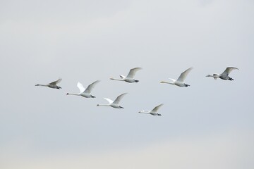 Five flying Whooper Swans (Cygnus cygnus) and two flying Mute Swans (Cygnus olor), Netherlands